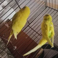 مرغ عشق خانگی