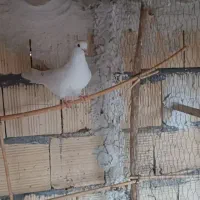 کبوتر|پرنده|آران و بیدگل, |دیوار