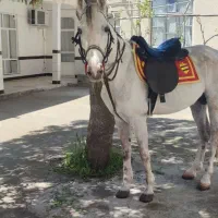 اسب|اسب و تجهیزات اسب‌سواری|میاندوآب, |دیوار