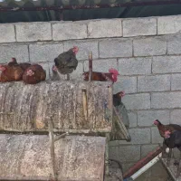 مرغ تخم گذار