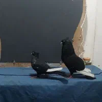 جفت سینه ای درشت و هیکلی