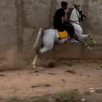فروش چند راس اسب نریان مادیان