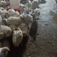 جوجه بوق بیوتی6|حیوانات مزرعه|کنگاور, |دیوار