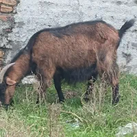 بز آلپاین آبست