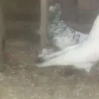 کبوتر|حیوانات|بروجرد, |دیوار