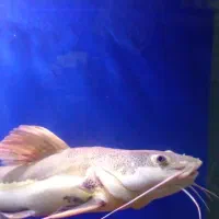 ماهی آکواریوم