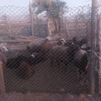 ۴۰۰۰۰۰|حیوانات مزرعه|خاوه, |دیوار