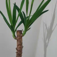 یوکا