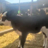 گوساله شیری ماده به فروش می‌رسد|حیوانات مزرعه|کوهدشت, |دیوار
