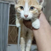 گربه|گربه|تربت جام, میرقوام الدین|دیوار