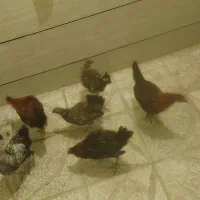 مرغ و خروس سالم|حیوانات مزرعه|کوهدشت, |دیوار