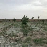 فروش زمین باغی در حسن اباد . وهن اباد|فروش زمین و ملک کلنگی|فشاپویه, |دیوار