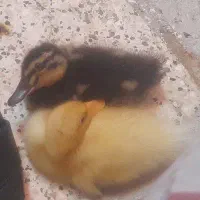 جوجه اردک