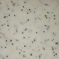 کلوچه خرمایی اصیل سیستانی|خوردنی و آشامیدنی|میبد, |دیوار