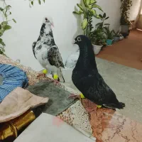 کفتر پرشی|حیوانات|مشهد, موعود|دیوار