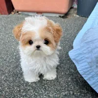 پامر ، شیتزو|سگ|رشت, سعدی (تختی)|دیوار