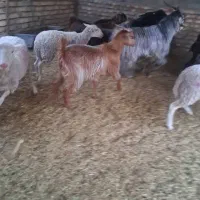 بز گوسفند دام زنده