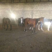 فروش چهار راس اسب مادیان