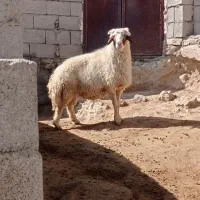 قوچ|حیوانات مزرعه|هندمینی, |دیوار