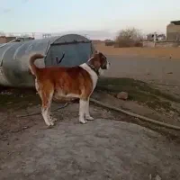 گمشده