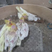 عروس هلندی سرلاکی ومولد|پرنده|بندر گناوه, |دیوار