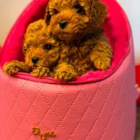 سگ توی پودل رد دارک پودل بلک پودل اپریکات