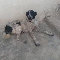 جفت قدرجونی نر لاس
