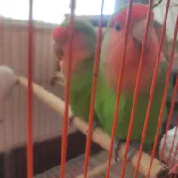 طوطی برزیلی|پرنده|سپیدان, |دیوار