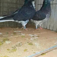 کبوتردونسته پرش سنگین به شرط باضمانت تضمین صددرصد|پرنده|ری, شهید بهشتی|دیوار