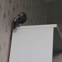 کاسکو دم شکلاتی|پرنده|یزد, |دیوار