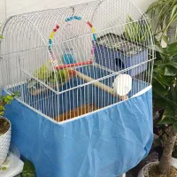 پرنده طوطی|پرنده|ماهدشت, |دیوار