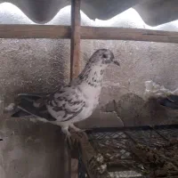 کفتر نرو ماده