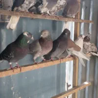 کبوتر پرشی|پرنده|ری, شهرک نظامی|دیوار