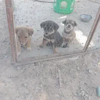 توله سگ پاکوتا