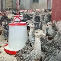 مزرعه پرورش جوجه بوقلمون برنز