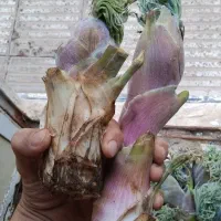 قر نه تازه و کم ای