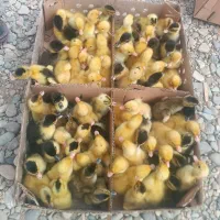 جوجه رنگی بدونه واسطه|حیوانات مزرعه|جوادآباد, |دیوار