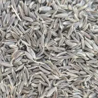 فروش زیره سبز