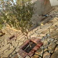 بنایی و محوطه‌ سازی|خدمات پیشه و مهارت|همدان, |دیوار