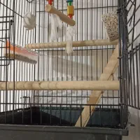 قفس با تمام وسایلش|لوازم جانبی حیوانات|سبزوار, فیاض|دیوار