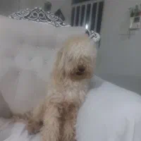 سگ پودل جنسیتش نرهست