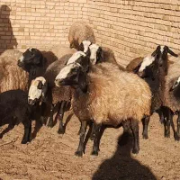 گوسفنداصل شال اصلاح شدهمیش شال عکس فیلم گویاهمچیزه