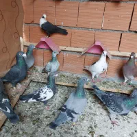 کبوتر آلمانی مسافتی رنگی|پرنده|کلاله, |دیوار