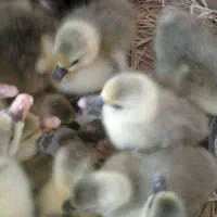 جوجه غاز محلی زیر پر در اومدن خیلی سرحال|حیوانات مزرعه|گلوگاه بابل (گلیا), |دیوار