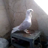 وسایل‌شخصی