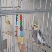عروس هلندی نر و ماده|پرنده|ملارد, |دیوار