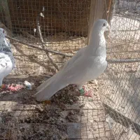 کفتر|پرنده|کازرون, |دیوار