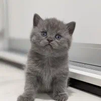 گربه بریتیش