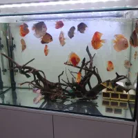 لوازم آکواریم