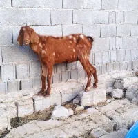 بز وکهره|حیوانات مزرعه|آبپخش, |دیوار